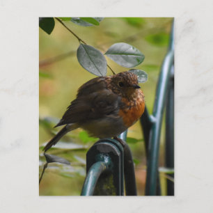 Carte Postale Robin