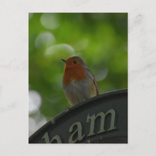 Carte Postale Robin (Devant)