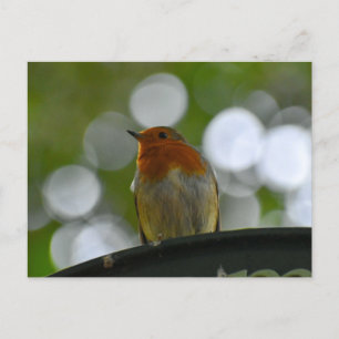 Carte Postale Robin