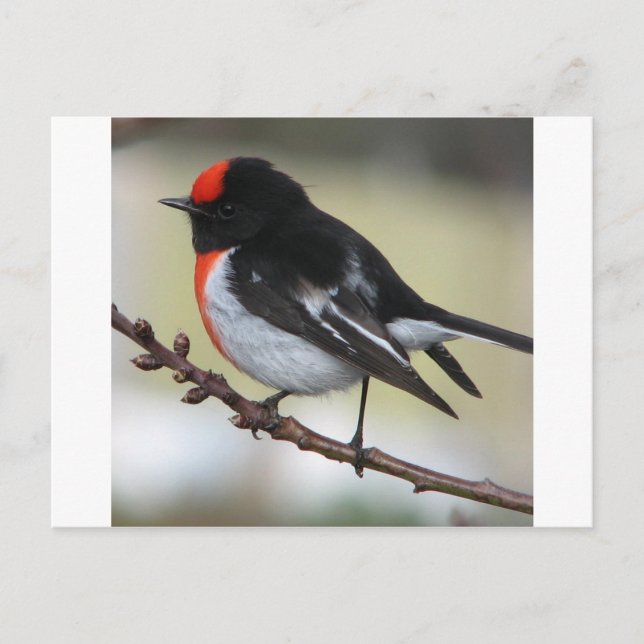 Carte Postale Robin à carreaux rouges (Devant)