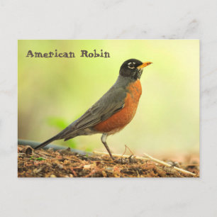 Carte Postale Robin américain