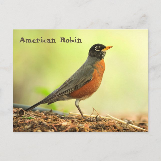 Carte Postale Robin américain (Devant)