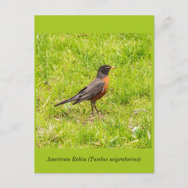 Carte Postale Robin américain (Devant)