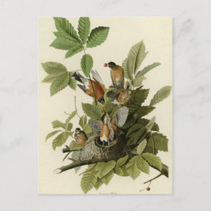 Carte Postale Robin américain