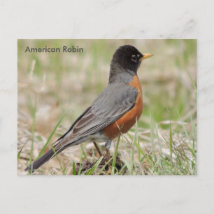 Carte Postale Robin américain