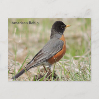Carte Postale Robin américain