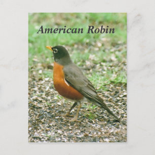Carte Postale Robin américain