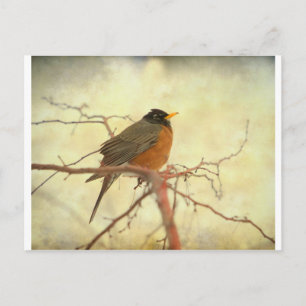 Carte Postale Robin américain au printemps
