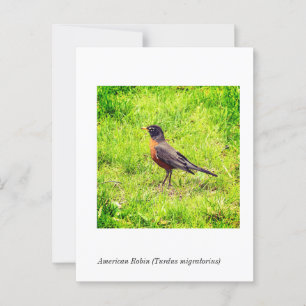 Carte Postale Robin américain (Turdus migratorius)
