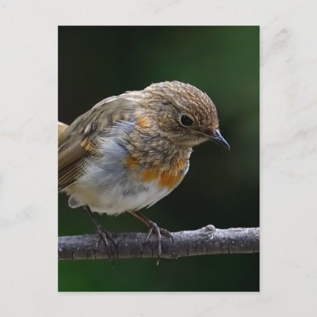 Carte postale Robin bébé (Devant)