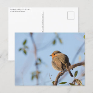 Carte Postale Robin Bird Nature Photo