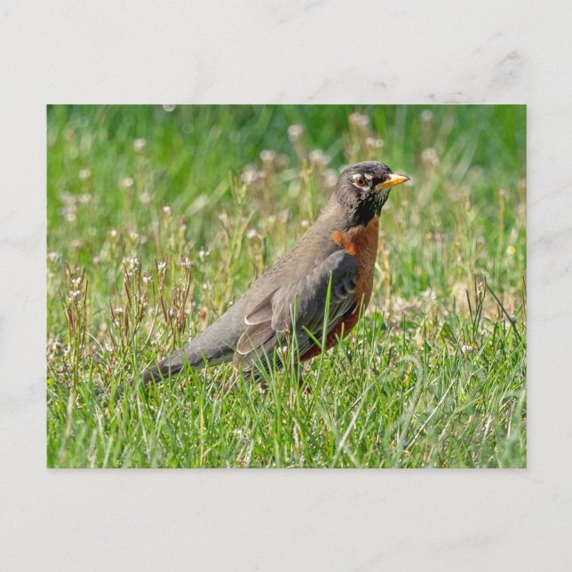 Carte Postale Robin dans l'herbe et le soleil (Devant)