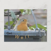Carte postale Robin dans un pot de plante pour un