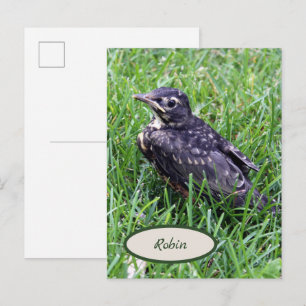 Carte Postale Robin de bébé juste à l'extérieur du nid Oiseaux p