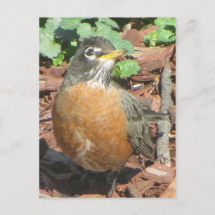 Carte Postale Robin de ressort