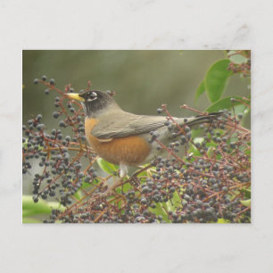 Carte Postale Robin des Berries