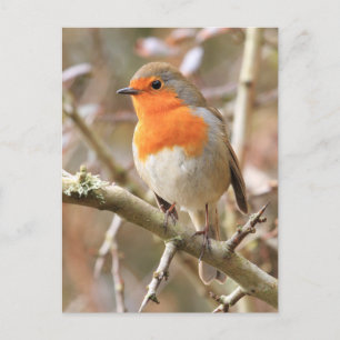 Carte Postale Robin d'hiver Redmamin