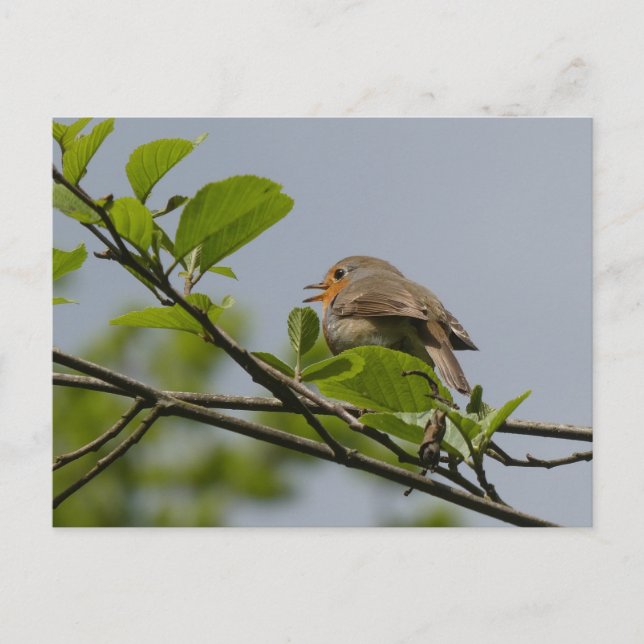 Carte postale Robin do-it-yourself chanteuse (Devant)