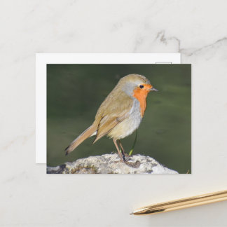 Carte Postale Robin européen
