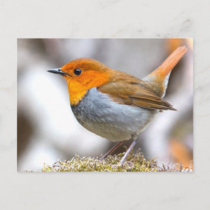 Carte Postale Robin japonais