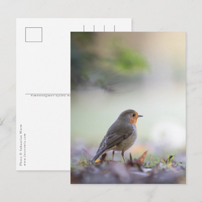 Carte Postale Robin Nature Photo (Devant / Derrière)
