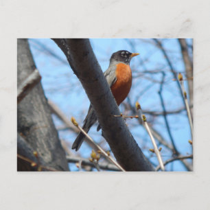 Carte Postale Robin par la rivière Mystic