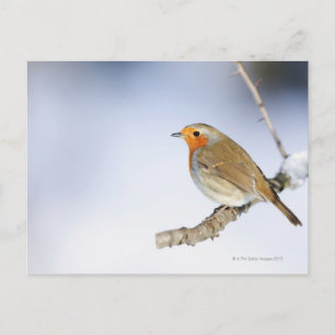 Carte Postale Robin perché sur une branche en hiver