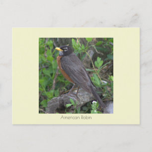 Carte postale Robin Photo