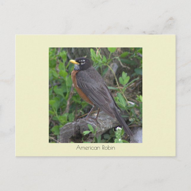 Carte postale Robin Photo (Devant)