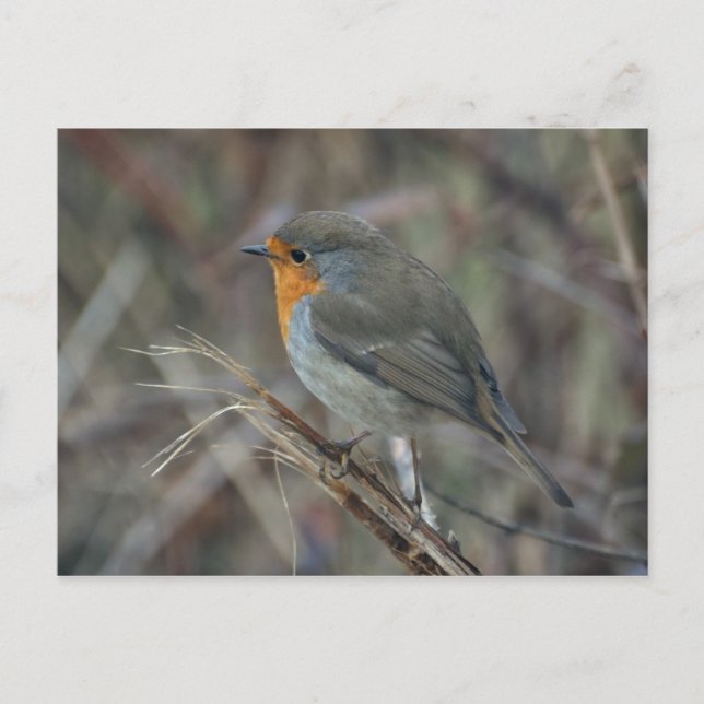 Carte postale Robin Red (Devant)