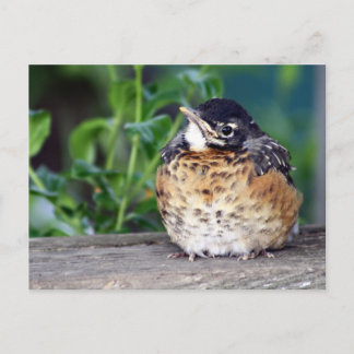 Carte Postale Robin Red Breast PostCard