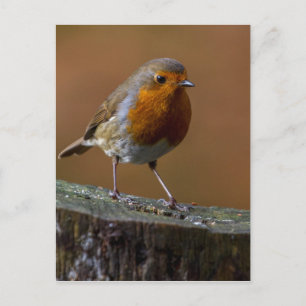 Carte Postale Robin Redmamin