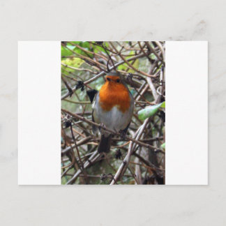 Carte Postale Robin rouge