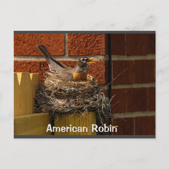 Carte Postale Robin sur le nid (Devant)
