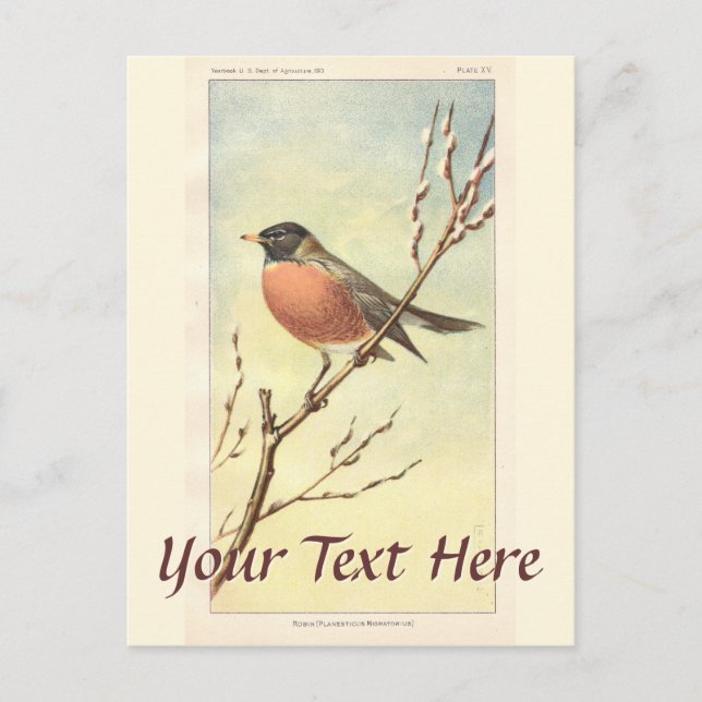 Carte postale Robin vintage (Devant)