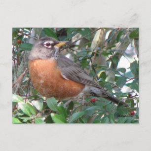 Carte postale Robin Winter