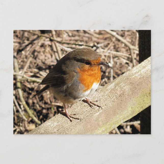 CARTE POSTALE ROBINS (Devant)