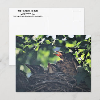 Carte Postale Robins de bébé dans la nature de nid Animaux sauva