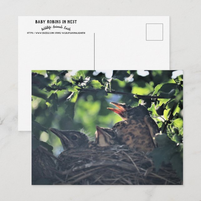 Carte Postale Robins de bébé dans la nature de nid Animaux sauva (Devant / Derrière)