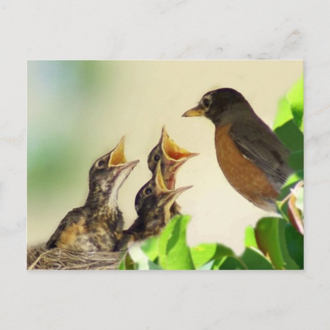 Carte Postale Robins pour bébés (Devant)