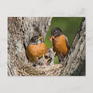 Carte Postale Robins V