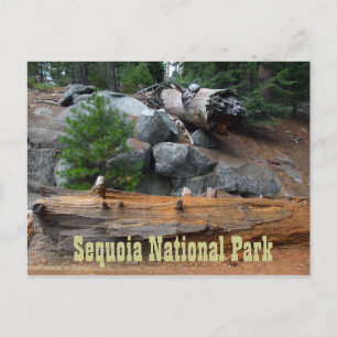 Carte Postale Rochers et arbres, Parc national de Sequoia