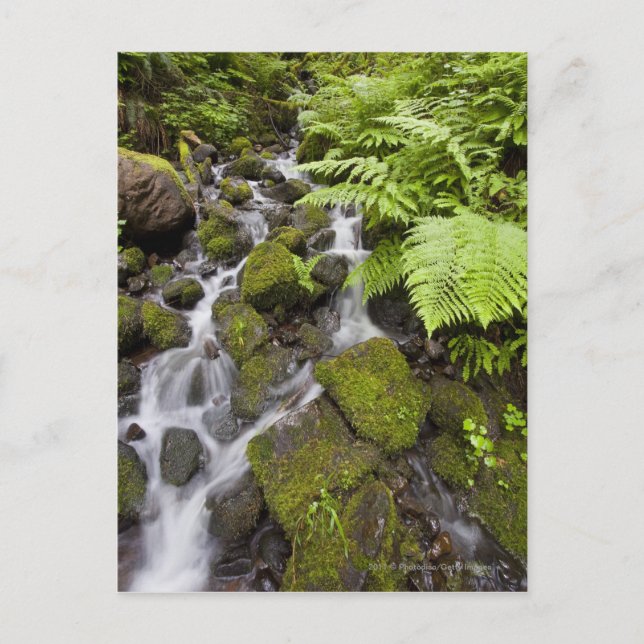 Carte Postale Roches recouvertes de mousse avec eau floue et fou (Devant)