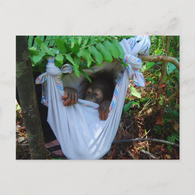 Carte Postale Rock a Bye Baby Orangutan (Devant)