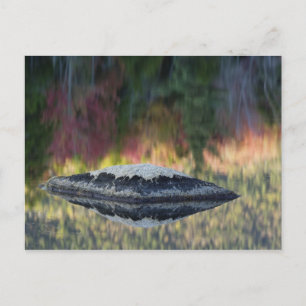 Carte Postale Rock et réflexion d'arbre, Lily Pond, Blanc