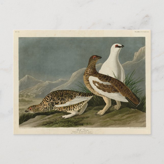 Carte Postale Rock Grous (Ptarmigan), Audubon's Birds of America (Devant)