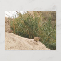 Rock Hyrax, Ein Gedi, Israël