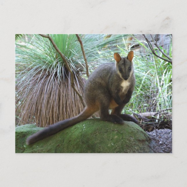 Carte postale Rock Wallaby (Devant)
