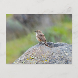 Carte Postale Rock Wren