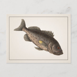 Carte postale Rockfish - Style I